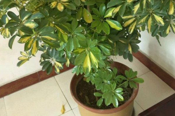 鸭掌木叶子发黄掉叶怎么回事,鹅掌木叶变黄掉叶怎么补救