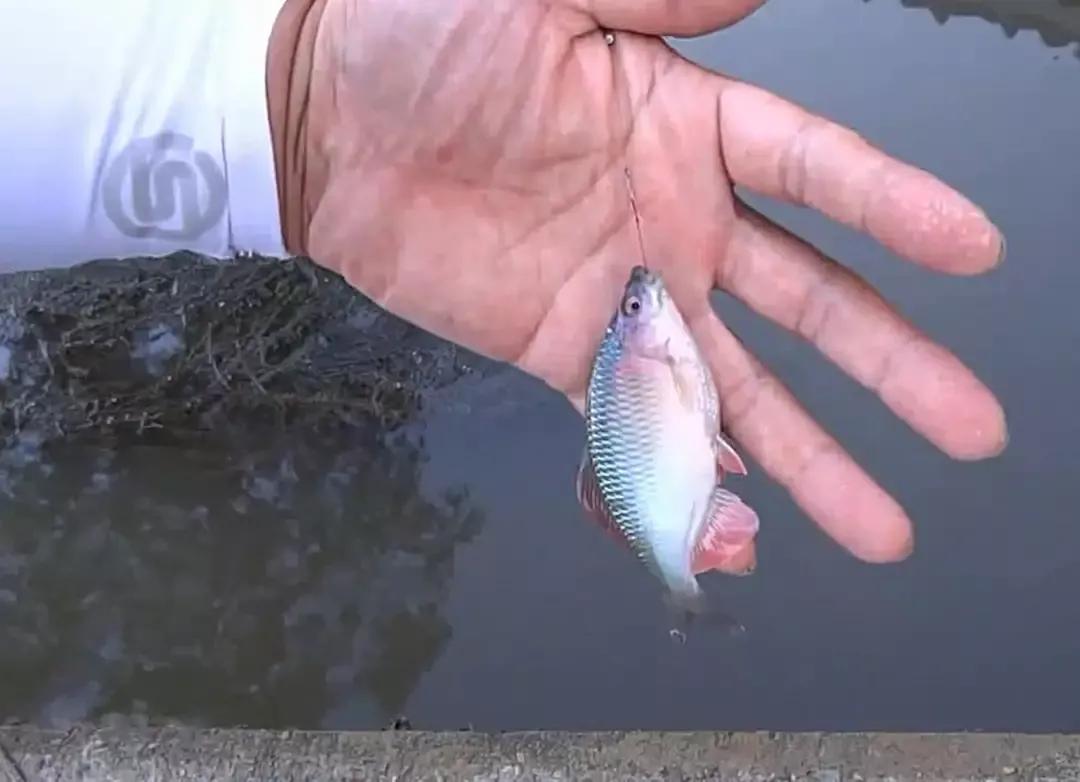 形似粑粑的食物,形似罗非鱼的鱼叫什么