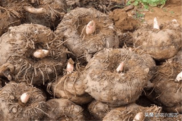 高产魔芋普通魔芋有什么不同,魔芋怎么种植才能高产