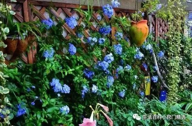 适合阳台盆栽暴晒的爬藤植物,适合阳台暴晒的花爬藤