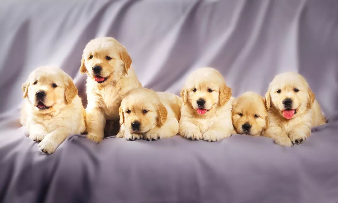 怎么挑选一只金毛幼崽,如何挑选小金毛犬