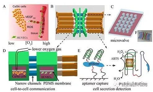 常见细胞培养问题解答,细胞培养技术的基本步骤