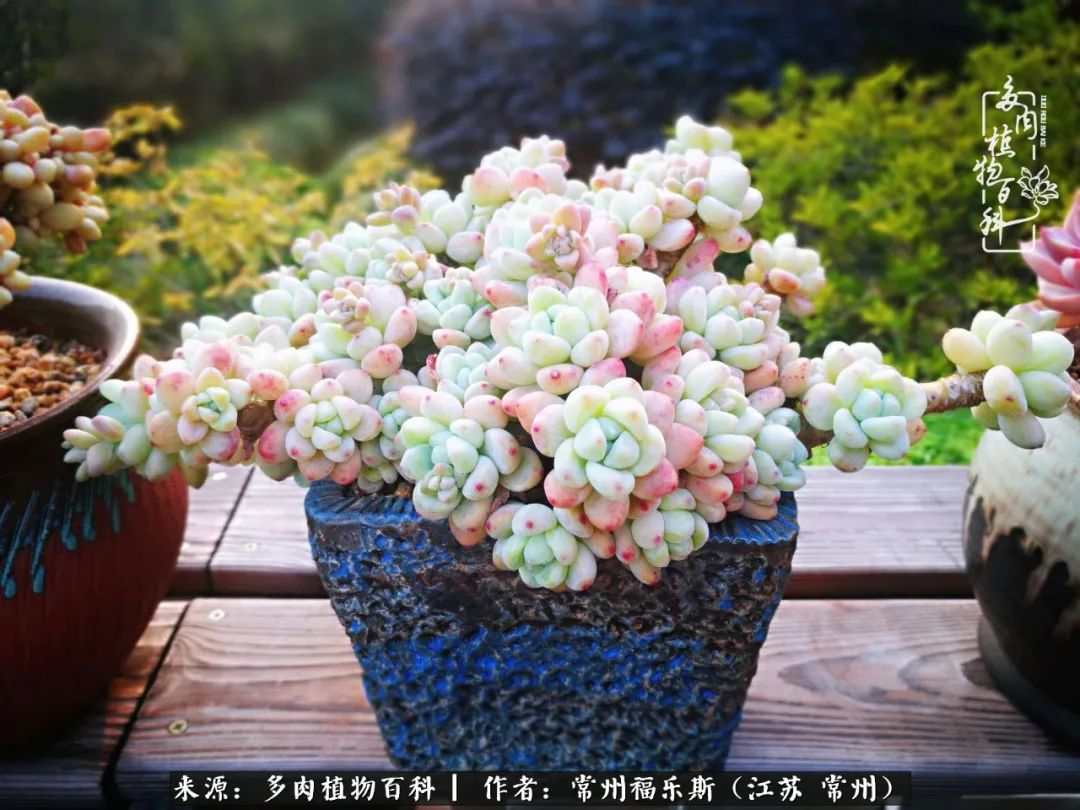 多肉是一处景物吗,多肉也有一道靓丽的风景