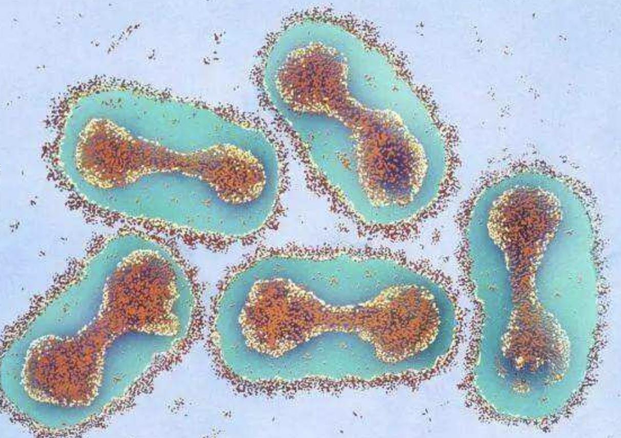 天花是人类唯一战胜的病毒,天花病毒哪年灭绝的