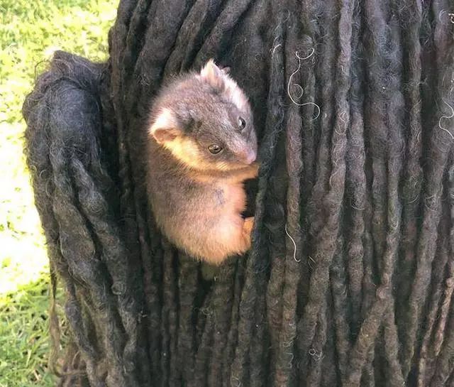 一只和主人遛弯的拖布狗，两次被小老鼠攀附，鉴定后却是袋貂