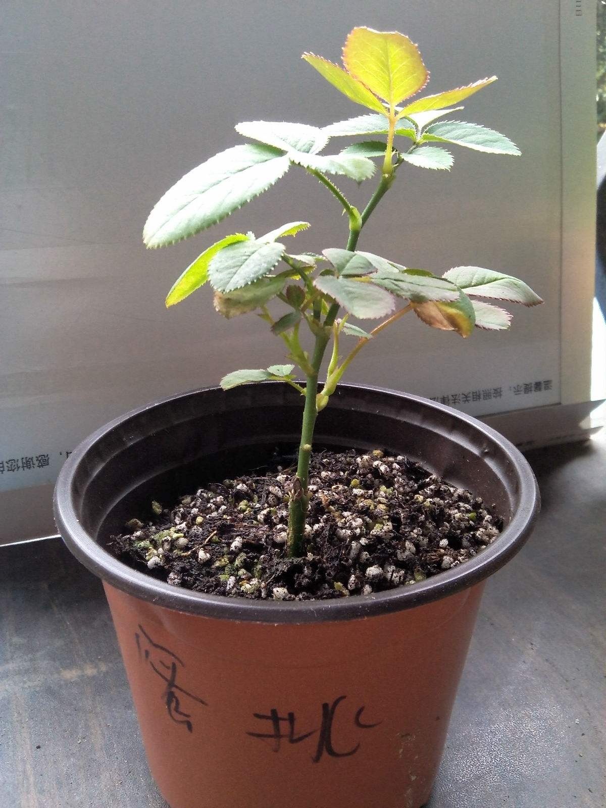 月季水浇多了黄叶了咋办,月季水浇多了嫩芽打蔫怎么办