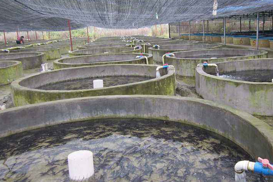 美味的鲟鱼怎么养殖，保持干净的水质，根据体重合理投喂