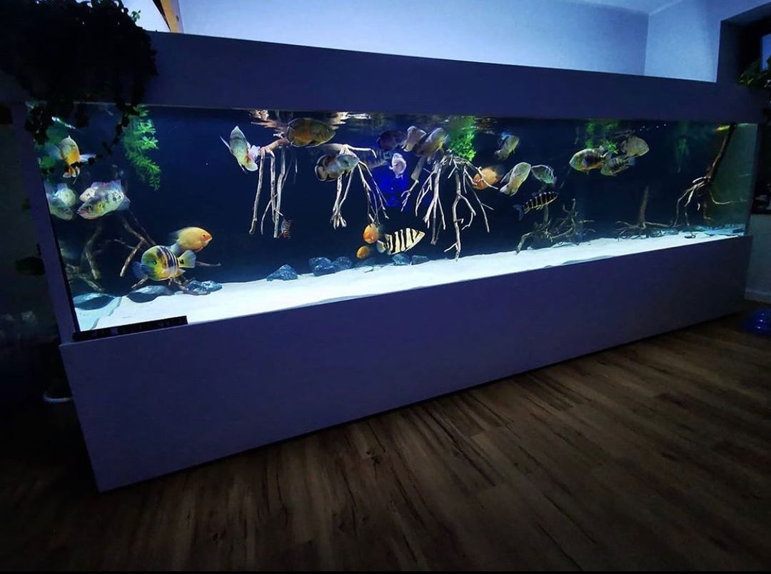 适合新手养的鱼宠,入门养鱼养什么鱼