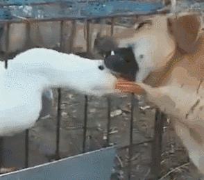 有蛇的地方养鹅,大鹅粪便真的能杀死蛇吗