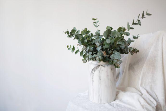 ins风装饰花,ins风装修搭配的绿植