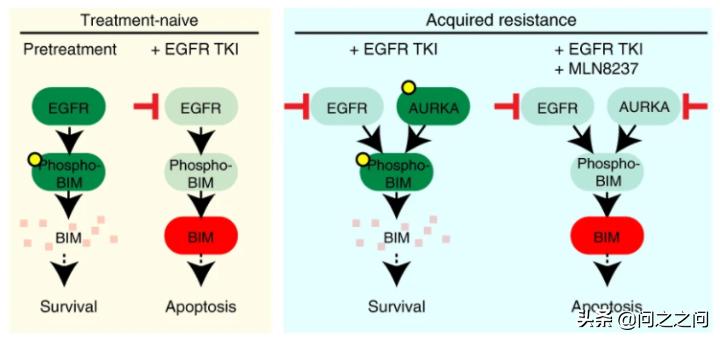 靶向AuroraB激酶增强BIM和PUMA介导的细胞凋亡克服EGFR*制剂抑**耐药