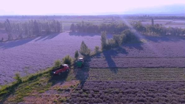 东方普罗旺斯薰衣草,伊犁的薰衣草哪个最大