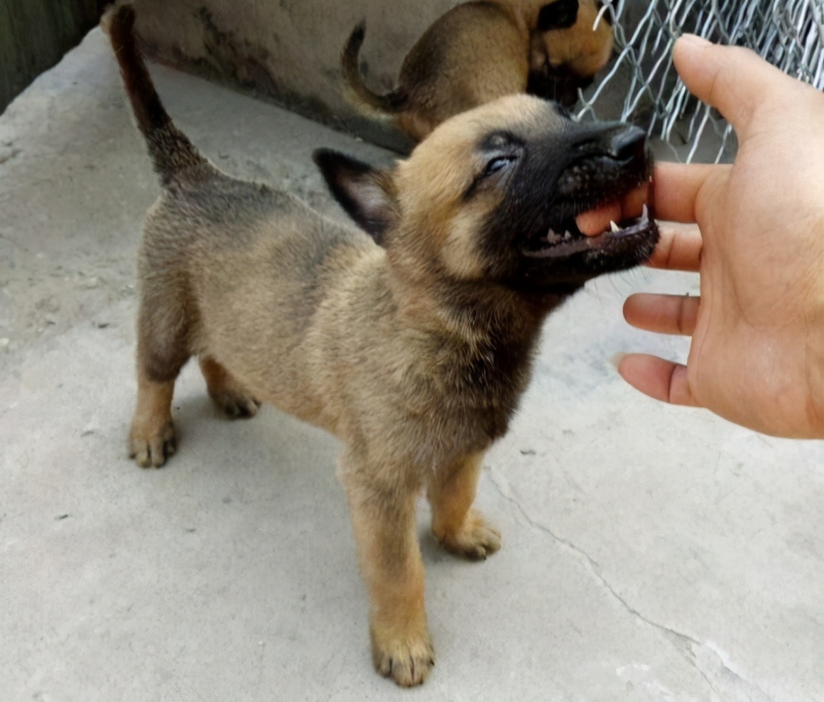 在狗市挑一只双血统马犬,小马犬怎么挑好的狗粮呢