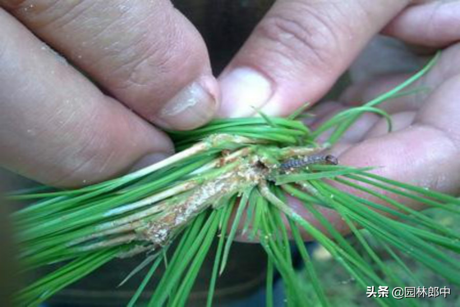 大松树松蚜怎么防治,松树病虫害及防治属于什么行业