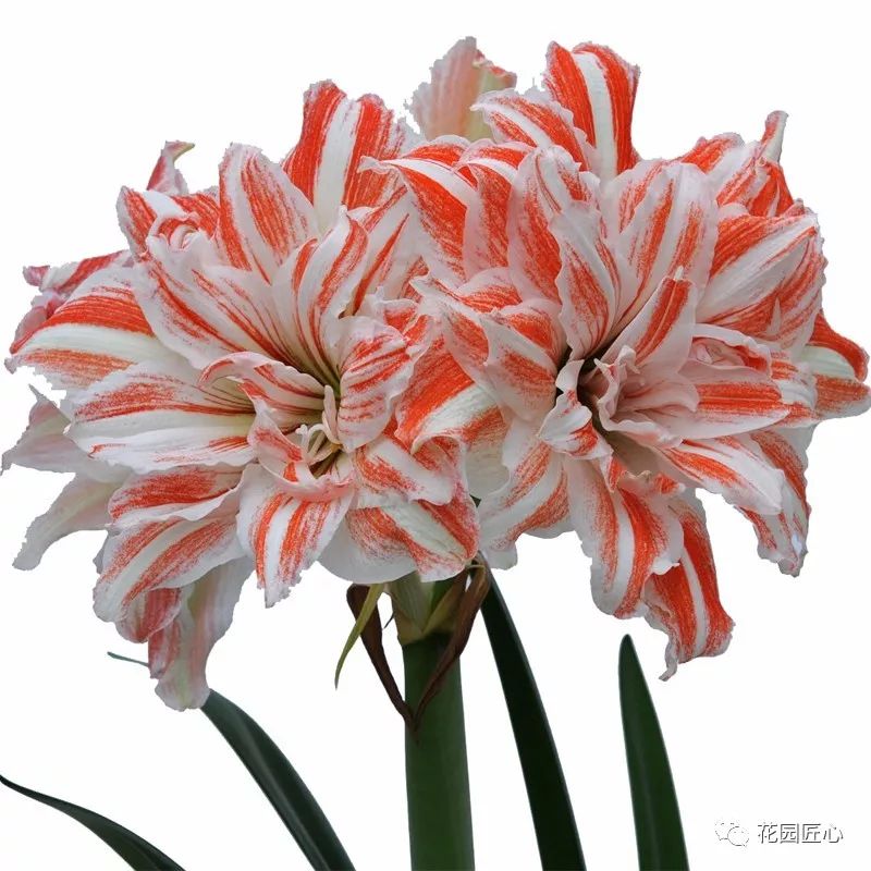 朱顶红为什么老是烂球,怎么才能让朱顶红不生小球