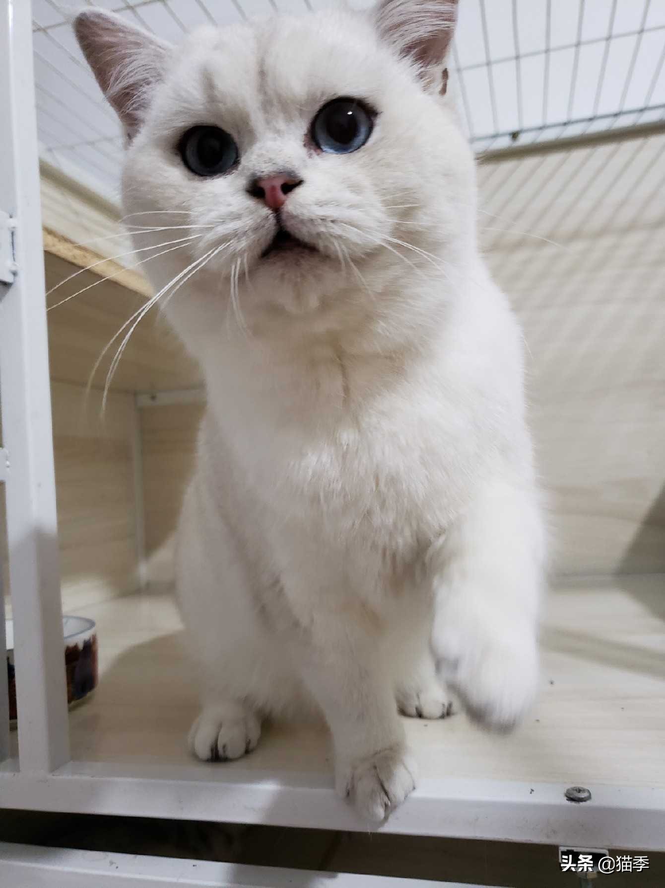 新手养猫须知预防治疗,养猫必知的100条知识