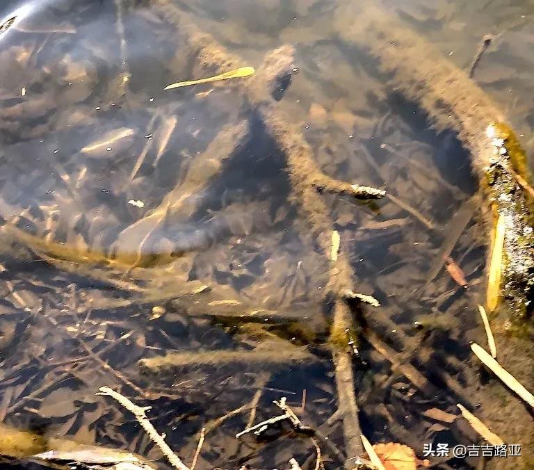 黑坑开饵技巧和教学,黑坑上岸软饵