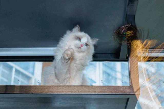 39.9元羊驼,羊驼门票抖音团购