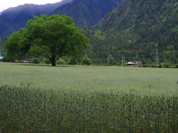 王小花的全部作品,王小花攻略