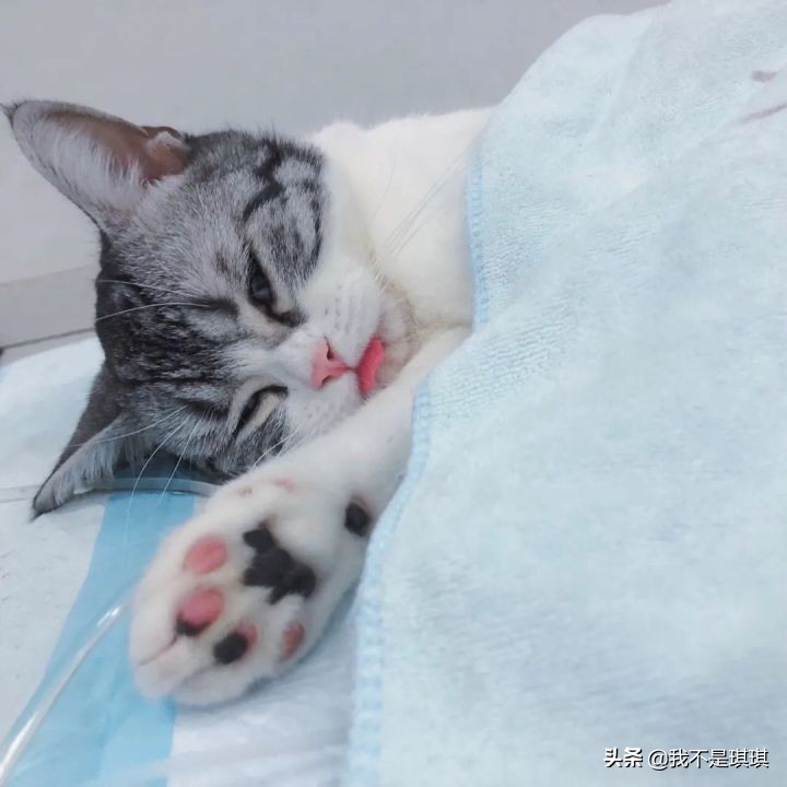 猫这么可爱为什么要删,猫咪割了蛋为什么很活泼