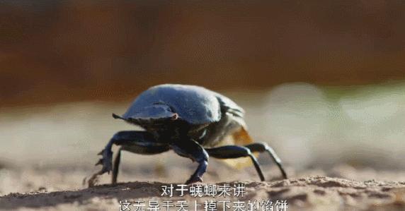 年度最佳女主角范冰冰,颜值与演技力压范冰冰