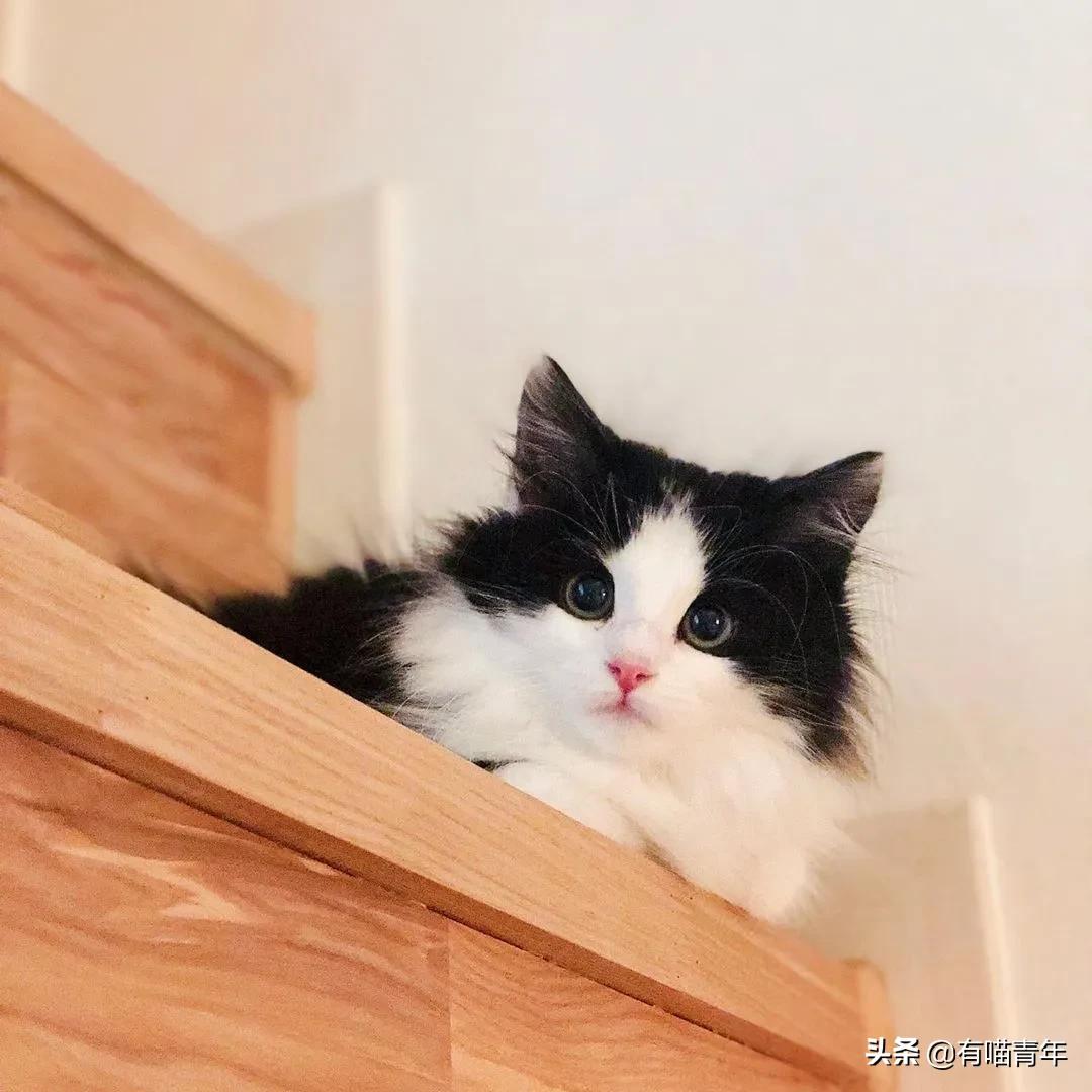 小奶猫的危害视频,小奶猫有什么危险