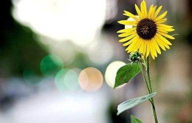 一个人也要风生水起,混得好的人绝对不可能只靠情商