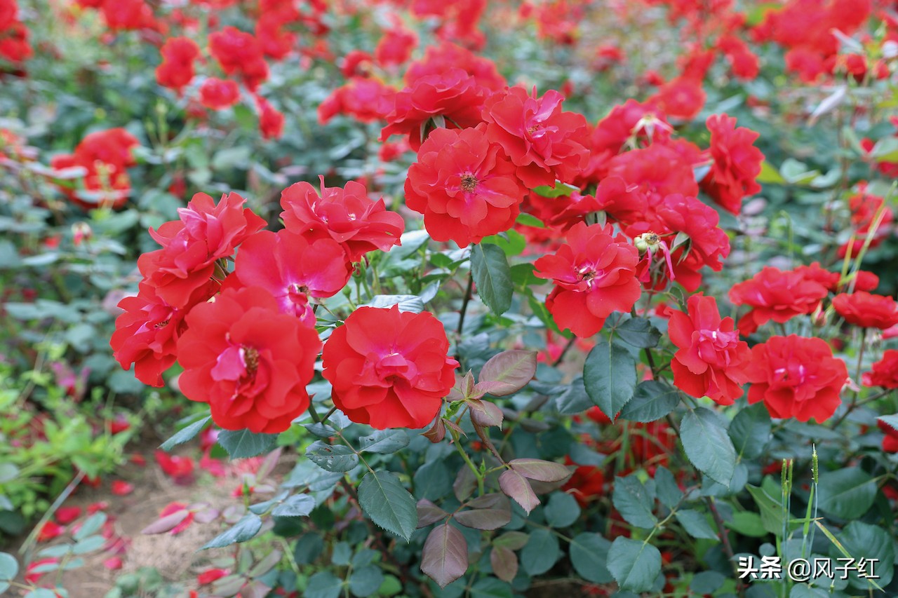 华中最大的玫瑰花园,中国最大的玫瑰花海