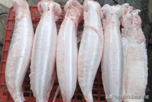 鱼胶是不是鱼泡晒干就成为鱼胶,鱼胶泡到什么程度算是泡好了