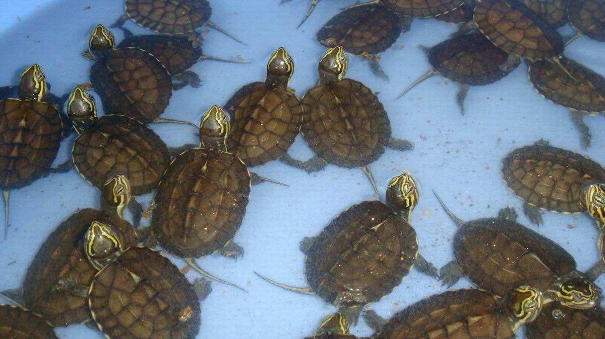 牢底坐穿系列,养一只就会坐牢,快看下你家有没有这些乌龟