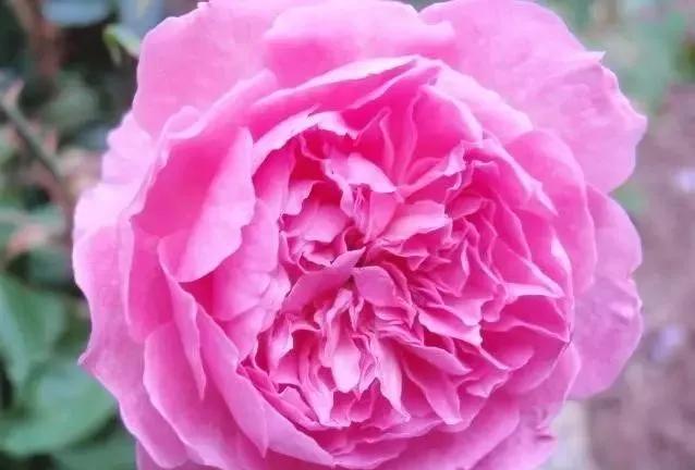 给大家介绍一下玫瑰品种,玫瑰的品种及特点介绍