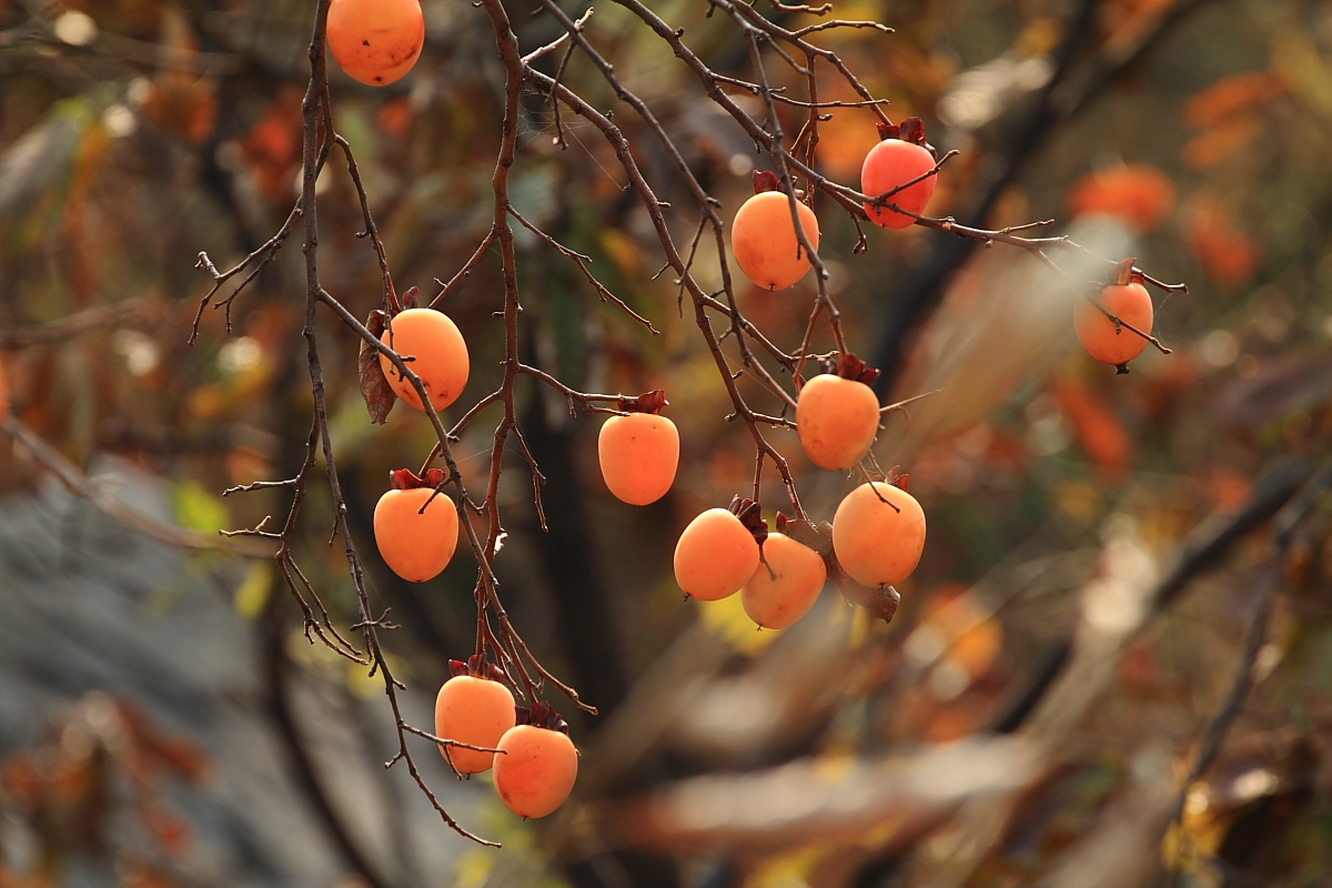 柿饼厂柿饼的保存方法和注意事项,柿子丰收后的处理方法