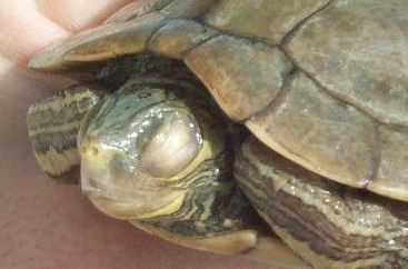 乌龟白眼病红霉素软膏,乌龟眼角长了小白肉粒