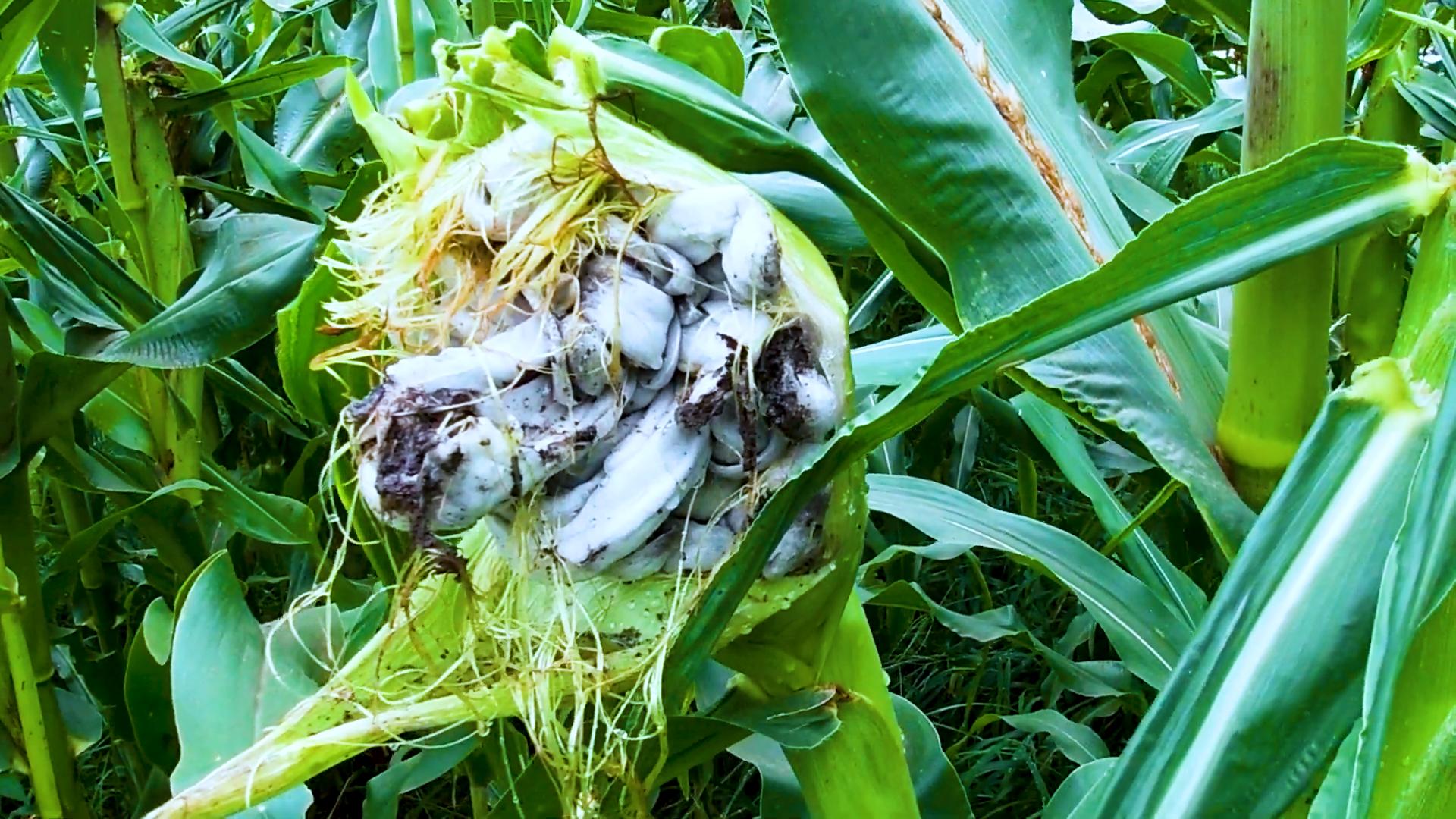 让农民如临大敌，长在玉米上的毒瘤，为何却被墨西哥誉为黑松露？