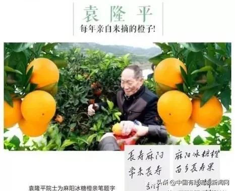 湖南麻阳长寿果冰糖橙又甜又香,麻阳冰糖橙特大果