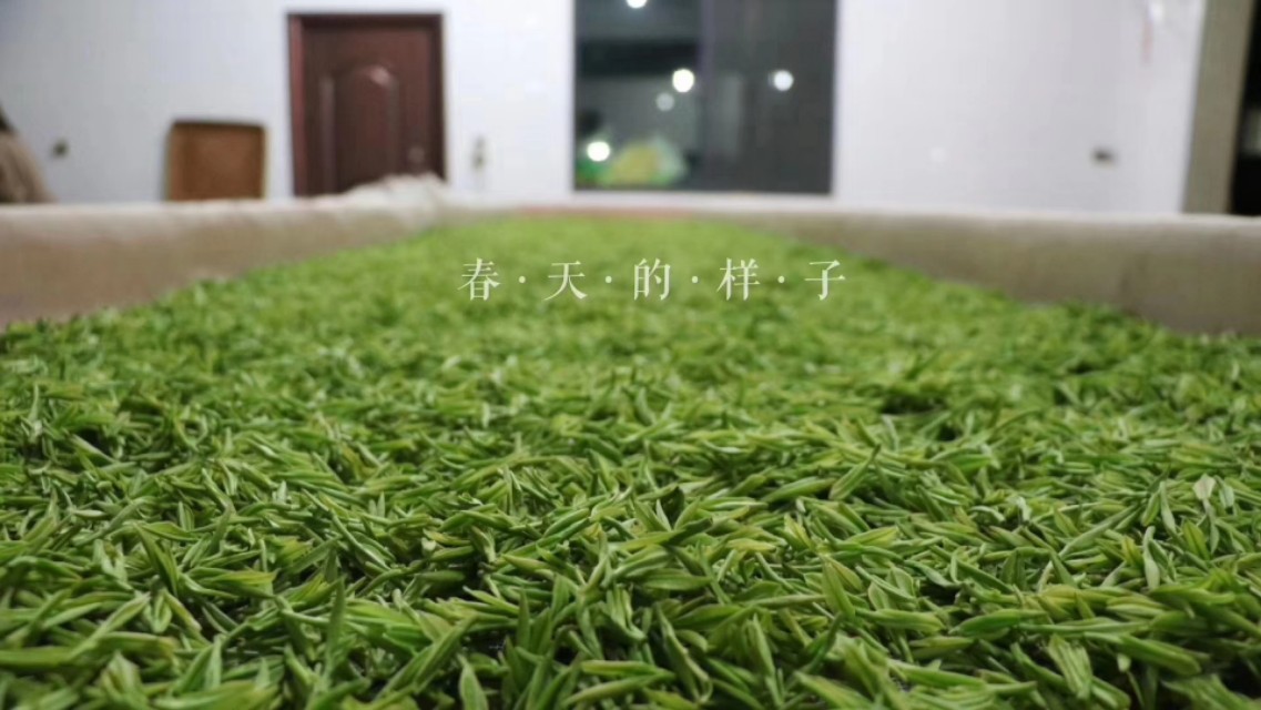 冲泡绿茶最好用玻璃杯冲泡吗,绿茶冲泡技巧步骤