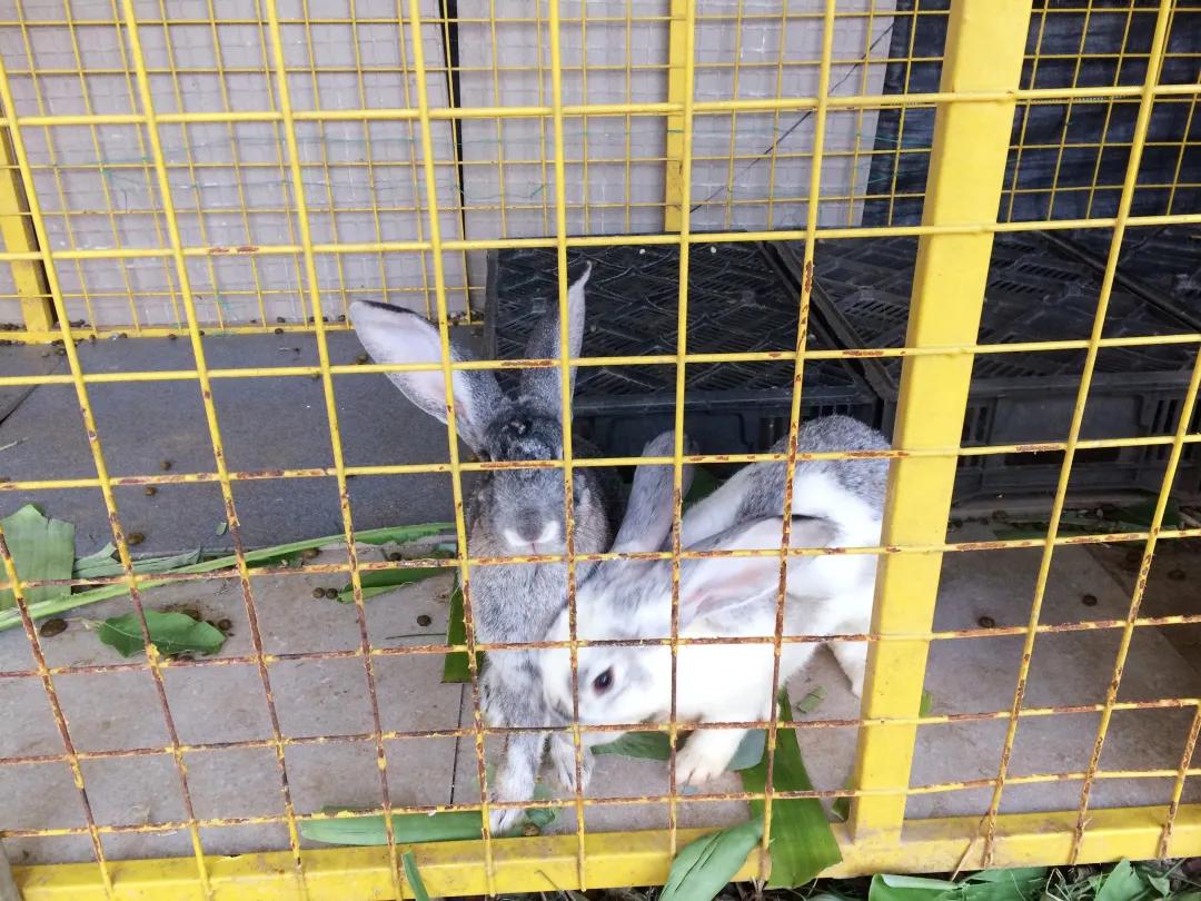 人气最旺的亲子农场,世外桃源亲子农场探店