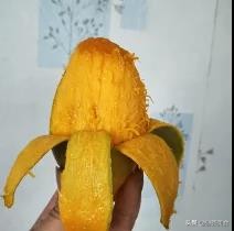 大芒果青芒越南,越南金煌青芒好吃吗