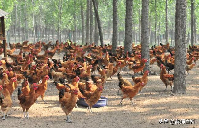 鸡坏死性肠炎治疗方案,鸡小肠球虫和坏死性肠炎