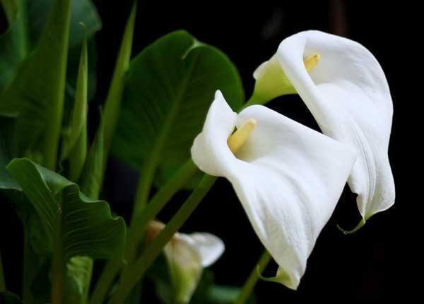 北方野外成簇的白色小野花,野外野花最好看的有哪些