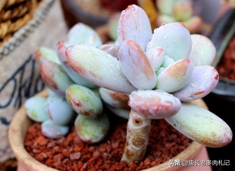 雪胖子多肉,多肉雪美人和橙雪球