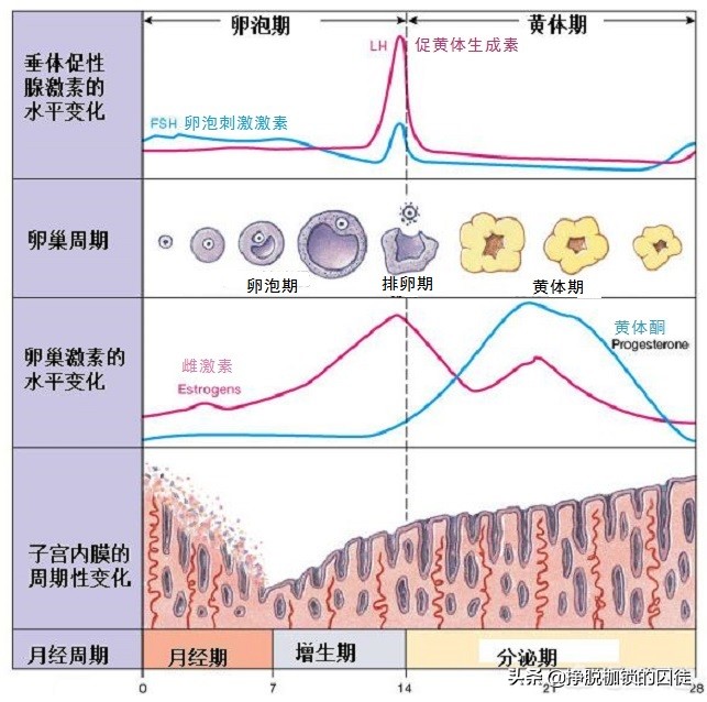 为什么怀孕要从最后一次例假开始算起？