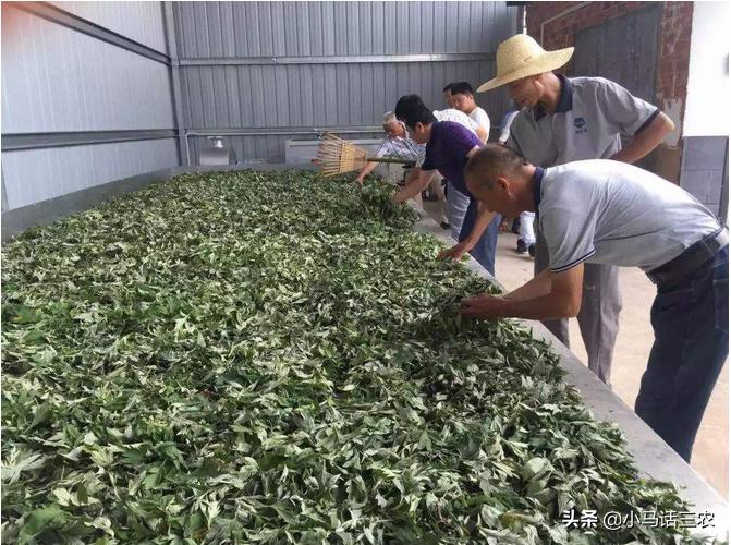 几月份艾草可以采摘了,艾草摘多了怎么保存更好