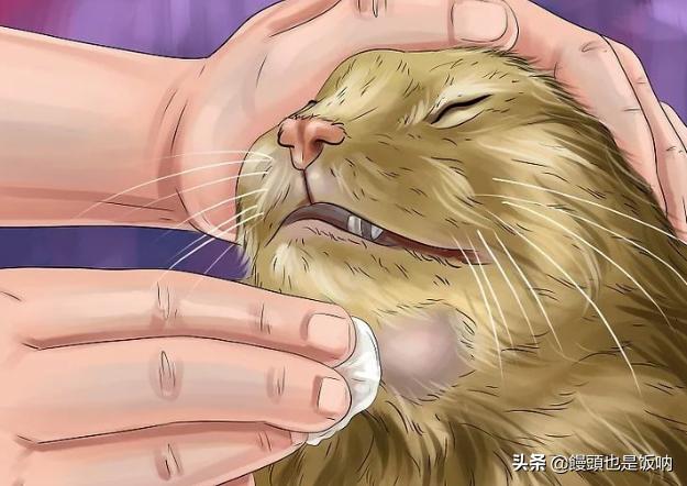 猫的黑下巴是什么引起的？怎么处理？