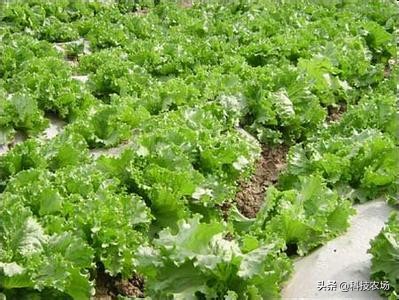 生菜种植小技巧,轻松提高发芽率,叶大不抽薹