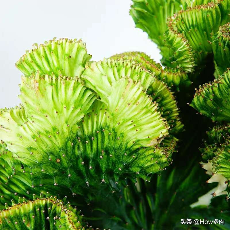 寓意平安富贵的客厅绿植,寓意招财进宝的绿植