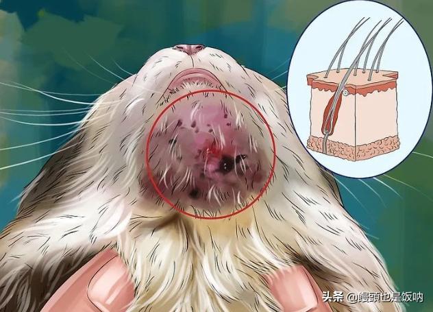 猫黑下巴治疗方法视频,猫黑下巴怎么治疗用什么药