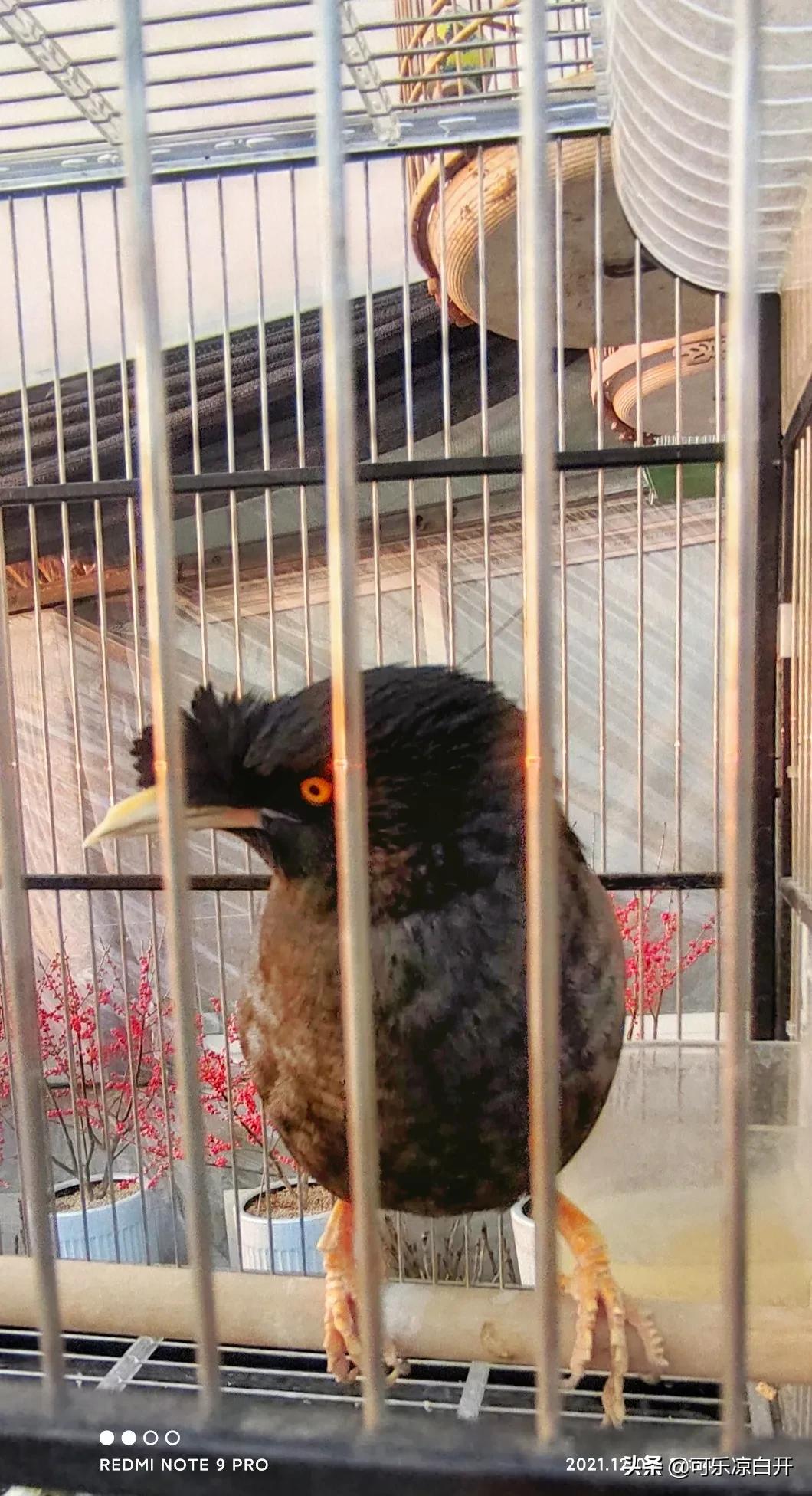 咸阳东风路秦苑花卉市场,咸阳文兴路花卉市场狗市怎么走