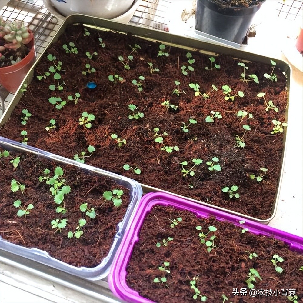 草莓的种植方法不用营养土种草莓,种草莓如果草莓苗有根如何种植