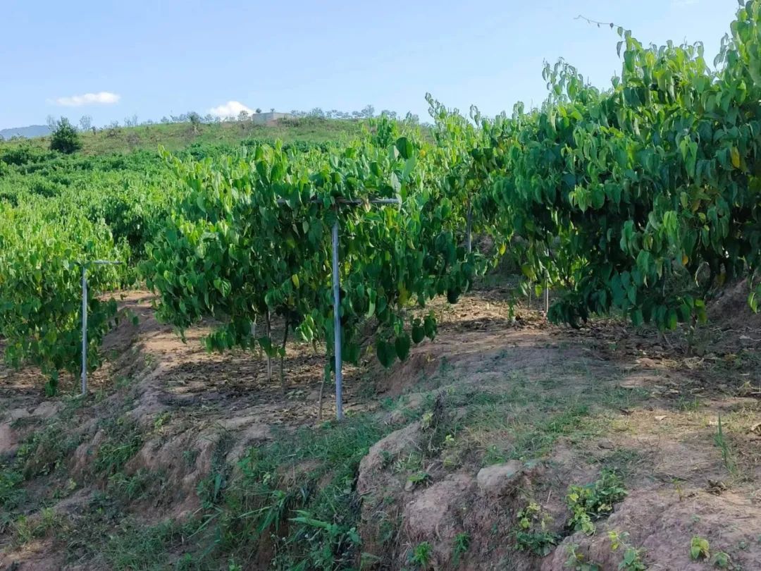 乡村振兴之美丽乡村建设,乡村振兴成就美丽小村